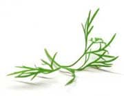 Dill & Dill Rezepte